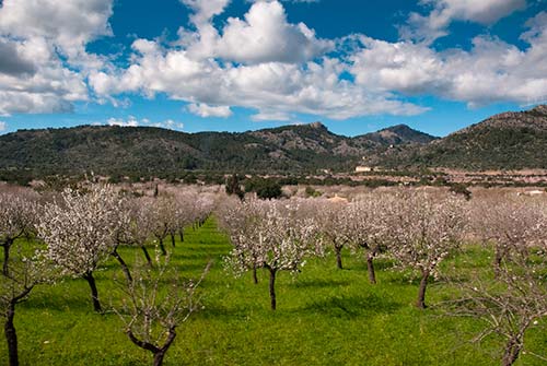Amandiers en fleurs à Bunyola, Majorque, en février