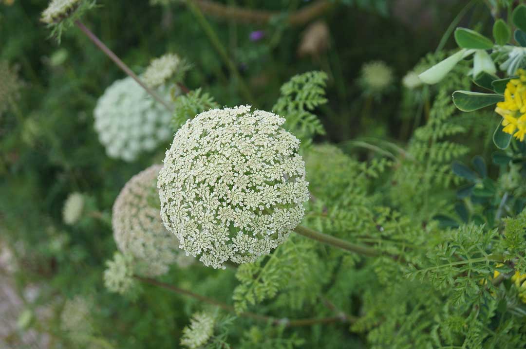 Ammi Cure dent sur l'Islas de Cabbrera